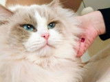 Chat Ragdoll adulte mâle lilac point et blanc pour saillie