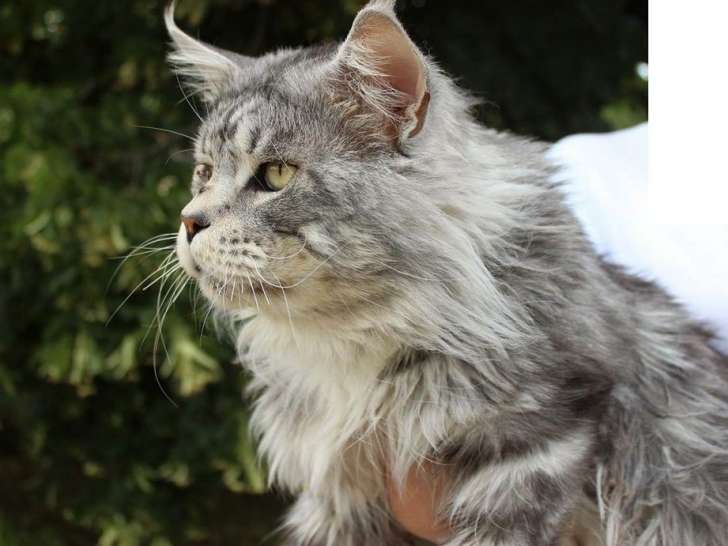 Chat adulte Maine Coon mâle silver smoked tabby point à disposition pour saillie