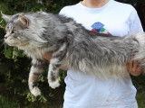 Chat adulte Maine Coon mâle silver smoked tabby point à disposition pour saillie