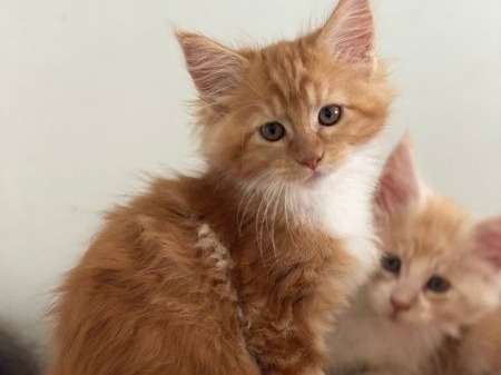 Réservation pour 3 chatons Maine Coon nés en juin 2021, 2 mâles et 1 femelle