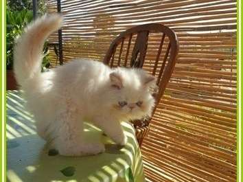 Disponible à l’achat, chaton Persan mâle red point né en avril 2021