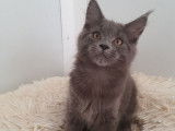 Femelle blue solid Maine Coon de 2021 disponible à la vente