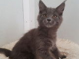 Femelle blue solid Maine Coon de 2021 disponible à la vente