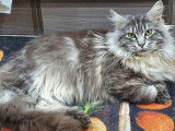 Disponible pour saillie : un chat Maine Coon mâle adulte de couleur black silver blotched tabby