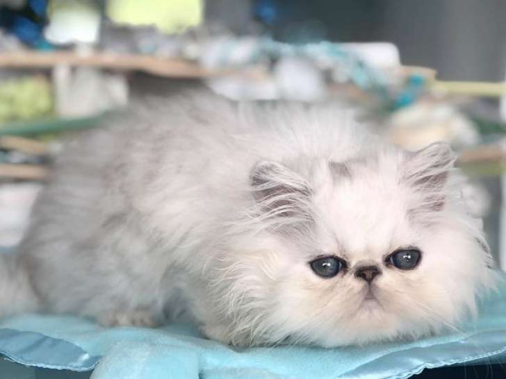 Cinq chatons Persan mâles blancs nés en mai 2021 : disponibles à la vente