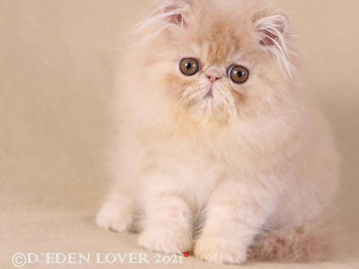 Un chaton mâle Persan de couleur crème tabby, née en mai 2021 à acheter