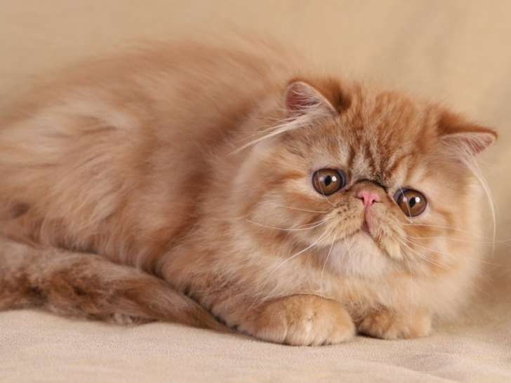 Un chaton mâle Persan roux né en avril 2021 disponible à la vente