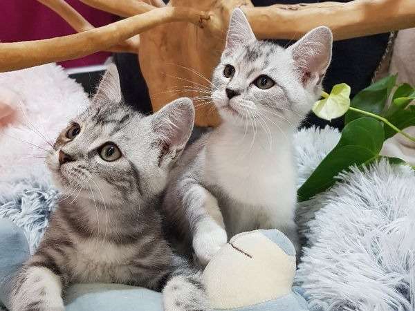 À acheter : deux chatons (mâle et femelle), de race Chinchilla nés en 2021