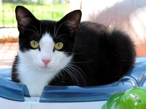 Chat Femelle De Couleur Noire Et Blanche D Un An A Adopter Petite Annonce Chat