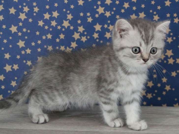 6 chatons British Shorthair disponibles à la vente