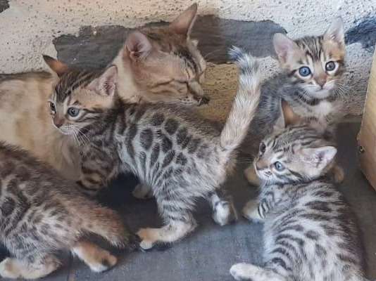 8 chatons Bengal disponibles à la réservation