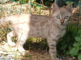 8 chatons Bengal disponibles à la réservation