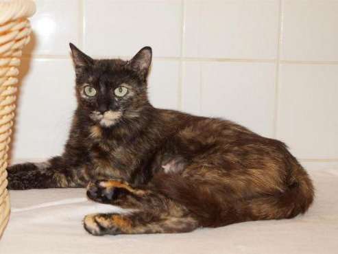 Une Chatte De 3 Ans De Couleur Ecaille De Tortue En Attente D Adoption Petite Annonce Chat