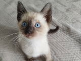 Chatons siamois