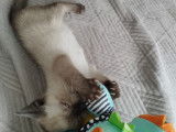 Chatons siamois