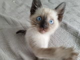 Chatons siamois