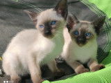Chatons siamois