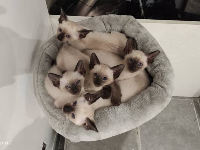 Chatons Siamois Petite Annonce Chat