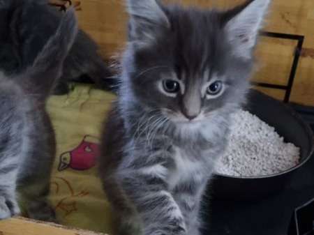 À vendre : 5 chatons nés en mai 2021, (mâles et femelles) Maine Coon