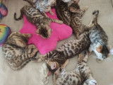 Vente en cours de 1chatons Bengal mâles brown spotted tabby