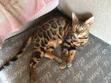Vente en cours de 1chatons Bengal mâles brown spotted tabby