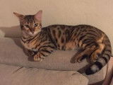 Vente en cours de 1chatons Bengal mâles brown spotted tabby
