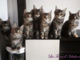 8 chatons Maine Coon de 2021 (2 mâles et 6 femelles) à réserver