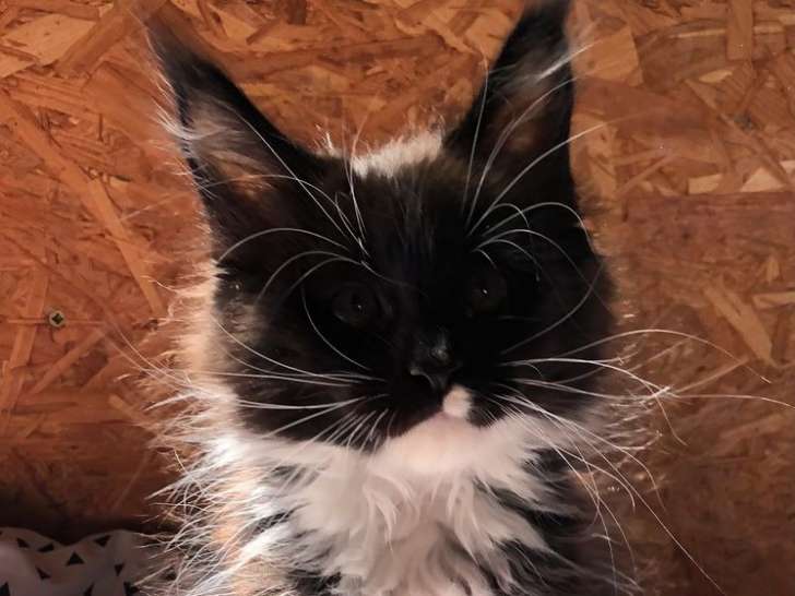 À vendre : un chaton mâle Maine Coon de couleur noir et blanc né en 2021