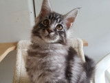 Disponible de suite : un chaton m&acirc;le Maine Coon de couleur black silver blotched tabby n&eacute; en 2021