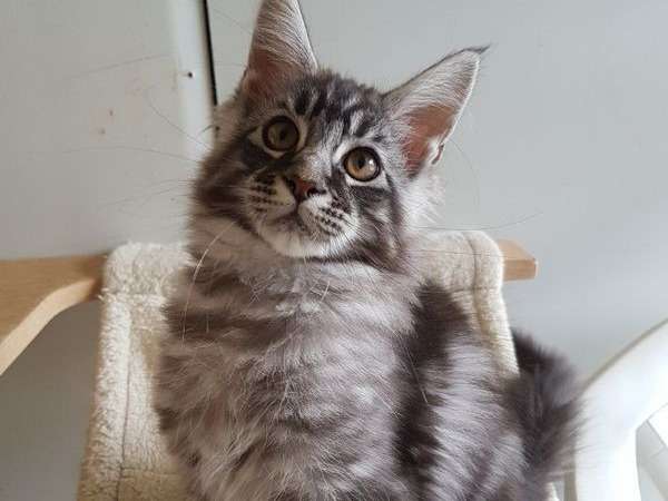 Disponible de suite : un chaton mâle Maine Coon de couleur black silver blotched tabby né en 2021