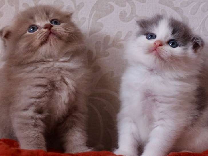 À réserver : deux chatons mâles blancs et gris de race Highland Fold nés en 2021