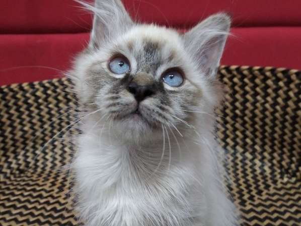 À vendre : un chaton mâle Sacré de Birmanie de couleur blue point né en avril 2021