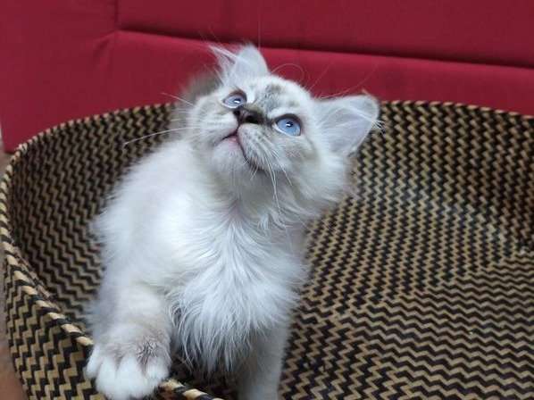 Un chaton mâle Sacré de Birmanie de couleur blue point né en avril 2021, à acheter