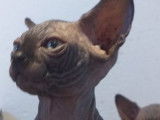Des chatons Sphynx nés en 2021 disponibles à la vente