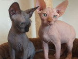 Des chatons Sphynx nés en 2021 disponibles à la vente