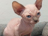Des chatons Sphynx nés en 2021 disponibles à la vente