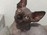 Des chatons Sphynx nés en 2021 disponibles à la vente