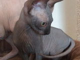 Des chatons Sphynx nés en 2021 disponibles à la vente