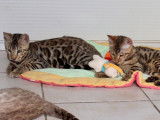 Des chatons Bengal nés en 2021 disponibles de suite