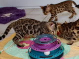 Des chatons Bengal nés en 2021 disponibles de suite