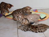 Des chatons Bengal nés en 2021 disponibles de suite