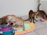 Des chatons Bengal nés en 2021 disponibles de suite