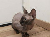 Un chat mâle Sphynx 2 ans de couleur chocolat disponible à la vente