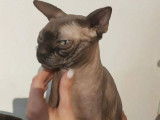 Un chat mâle Sphynx 2 ans de couleur chocolat disponible à la vente