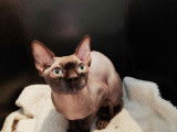 Un chat mâle Sphynx 2 ans de couleur chocolat disponible à la vente