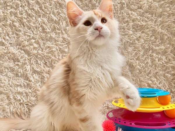 Disponible de suite : un chaton mâle Maine Coon né en 2021 de couleur roux et blanc