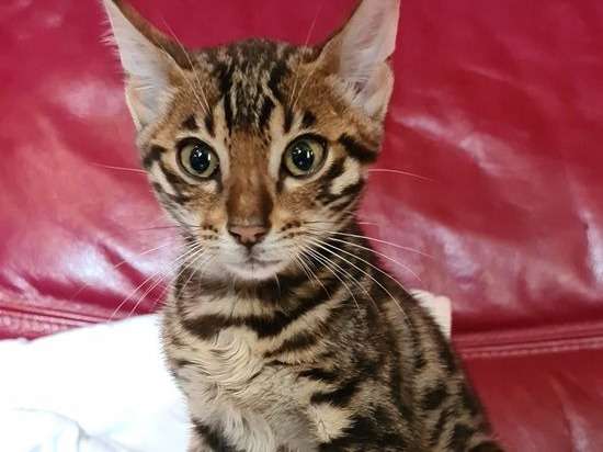 À vendre, chat mâle Bengal né en mars 2021 avec de belles rosettes.