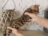Un chaton m&acirc;le brown rosetted tabby Bengal disponible de suite
