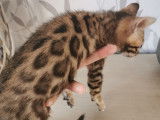 Un chaton m&acirc;le brown rosetted tabby Bengal disponible de suite
