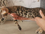Un chaton m&acirc;le brown rosetted tabby Bengal disponible de suite
